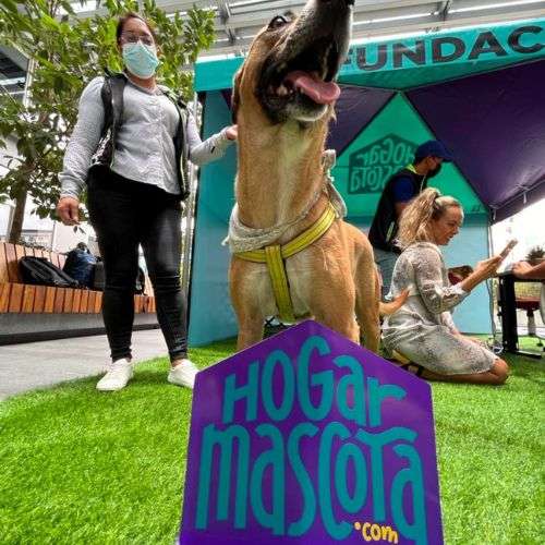 Hogar Mascota, la plataforma digital para adoptar perros