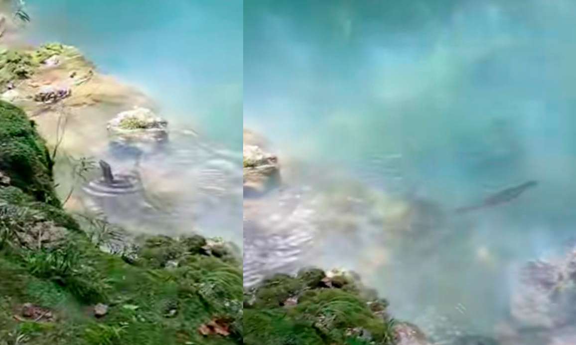 nutria-Semuc-champey-Alta-Verapaz