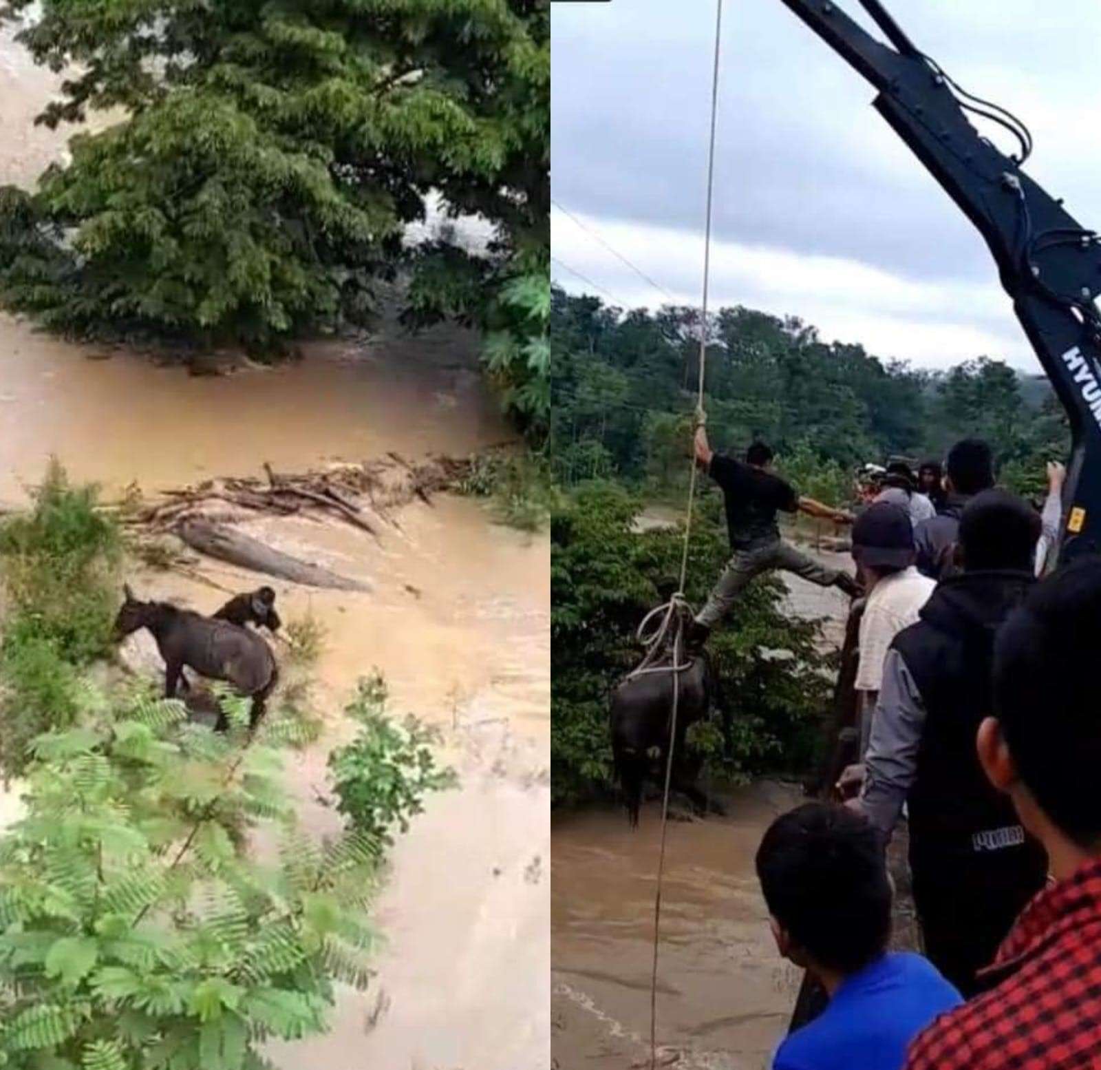 VIDEO | Impactante rescate de un caballo en río Ixcán, Quiché