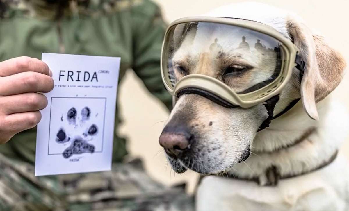 frida perra rescatista