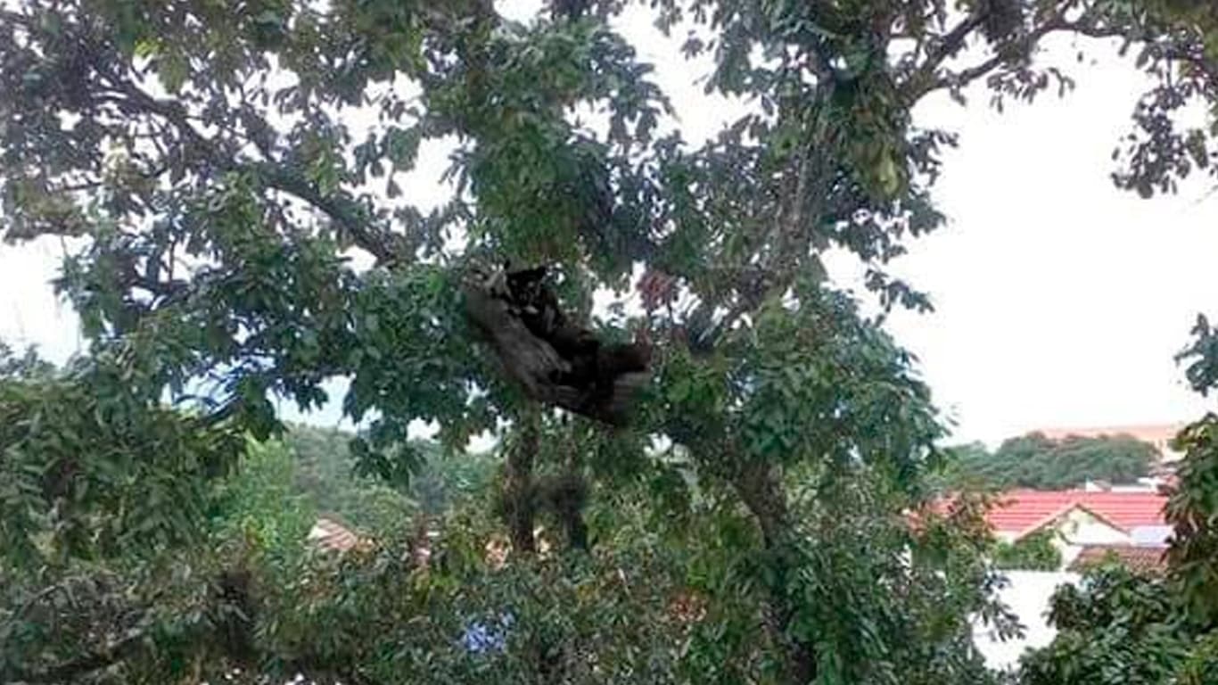 pantera-negra-naranjo