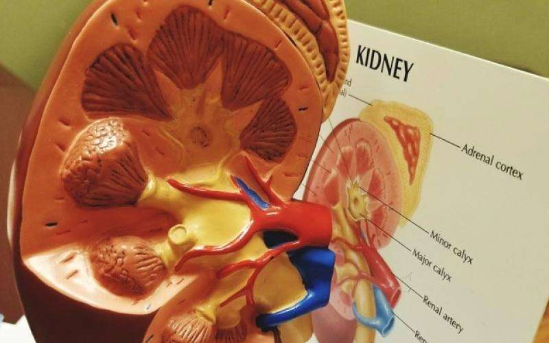 programa renal
