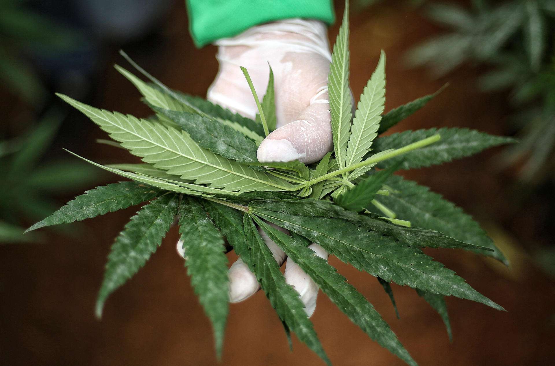 Brasil prohíbe la importación de cannabis con fines medicinales