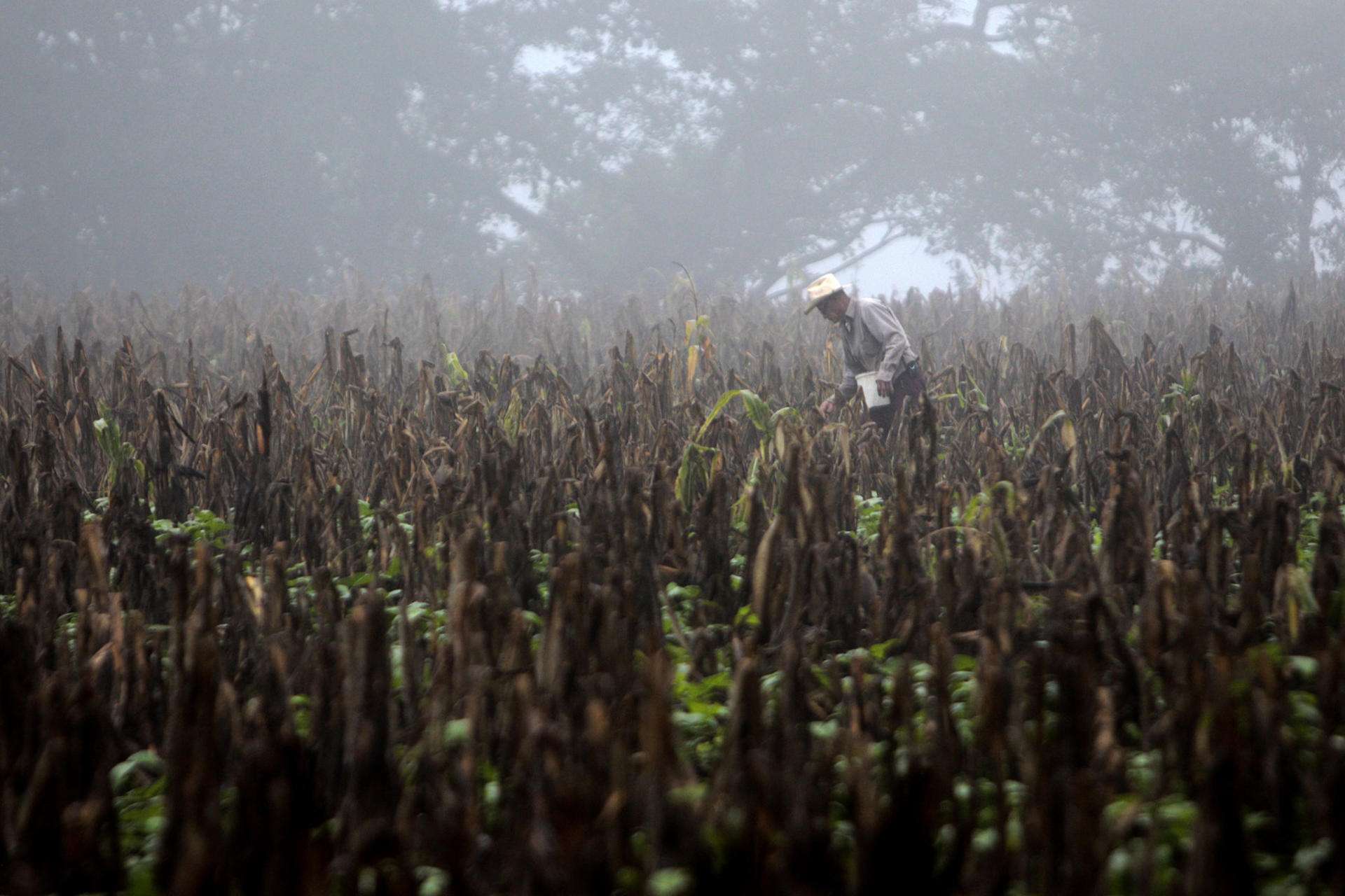 EL Niño puede aumentar la malnutrición y las epidemias en Latinoamérica, advierte la OMS
