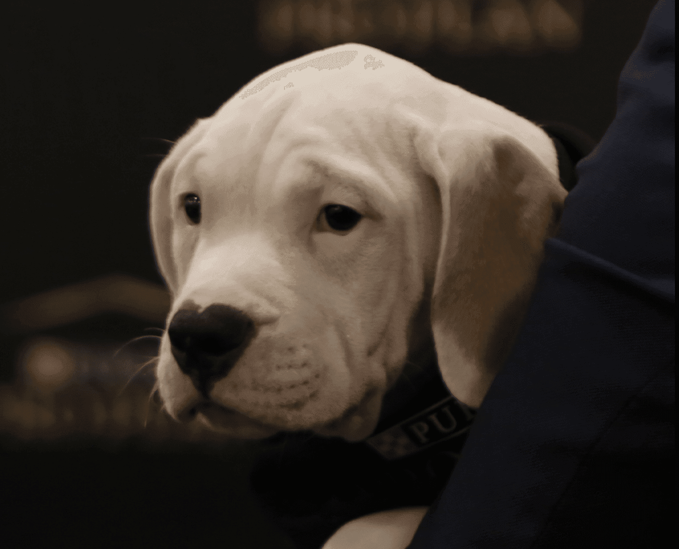 White Comunicaciones Juan García