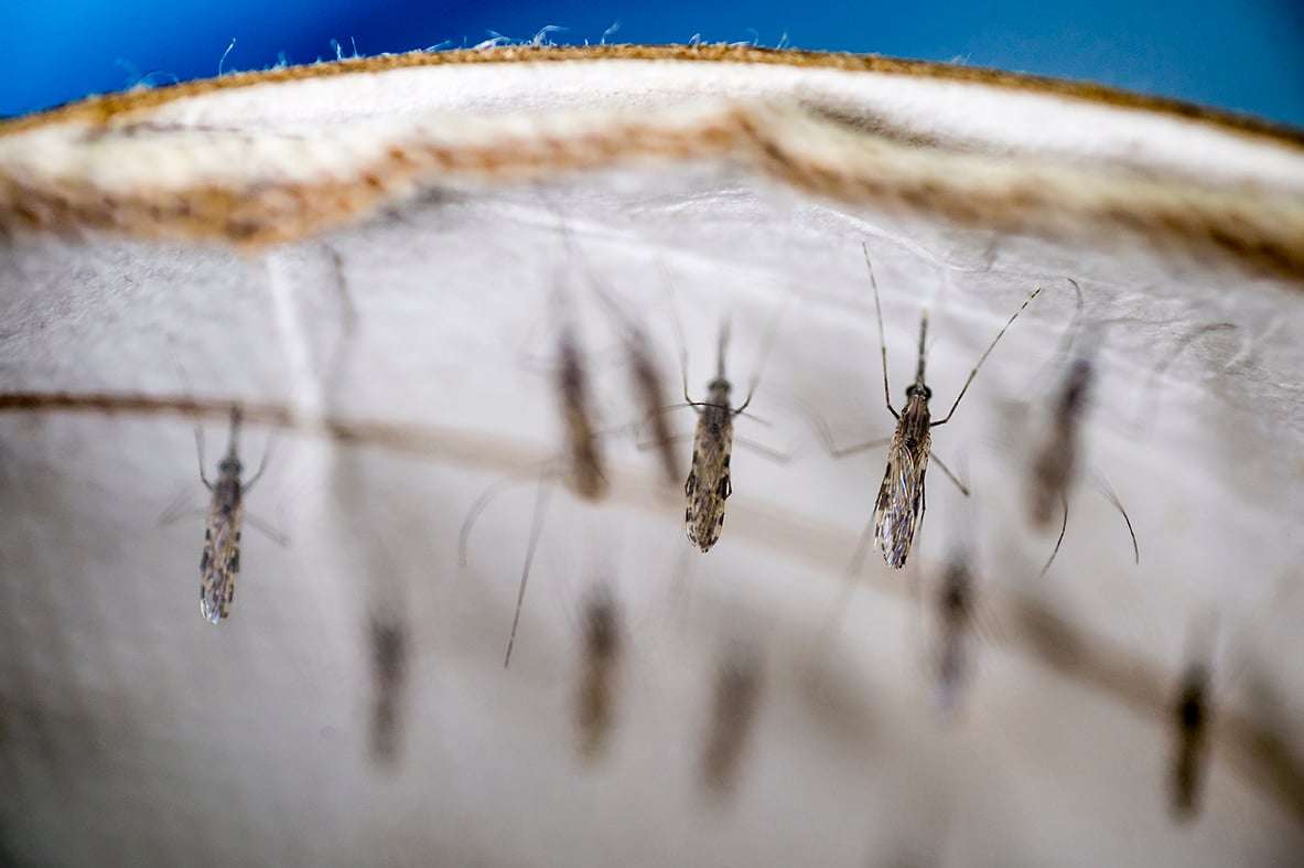Casas deschatarrizadas en prevención por el dengue