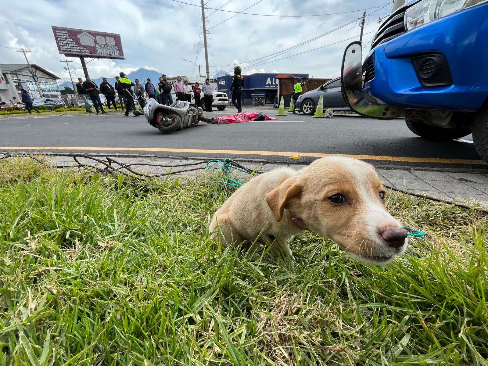 Perrito se salva de morir en un accidente de tránsito, su dueña sí falleció