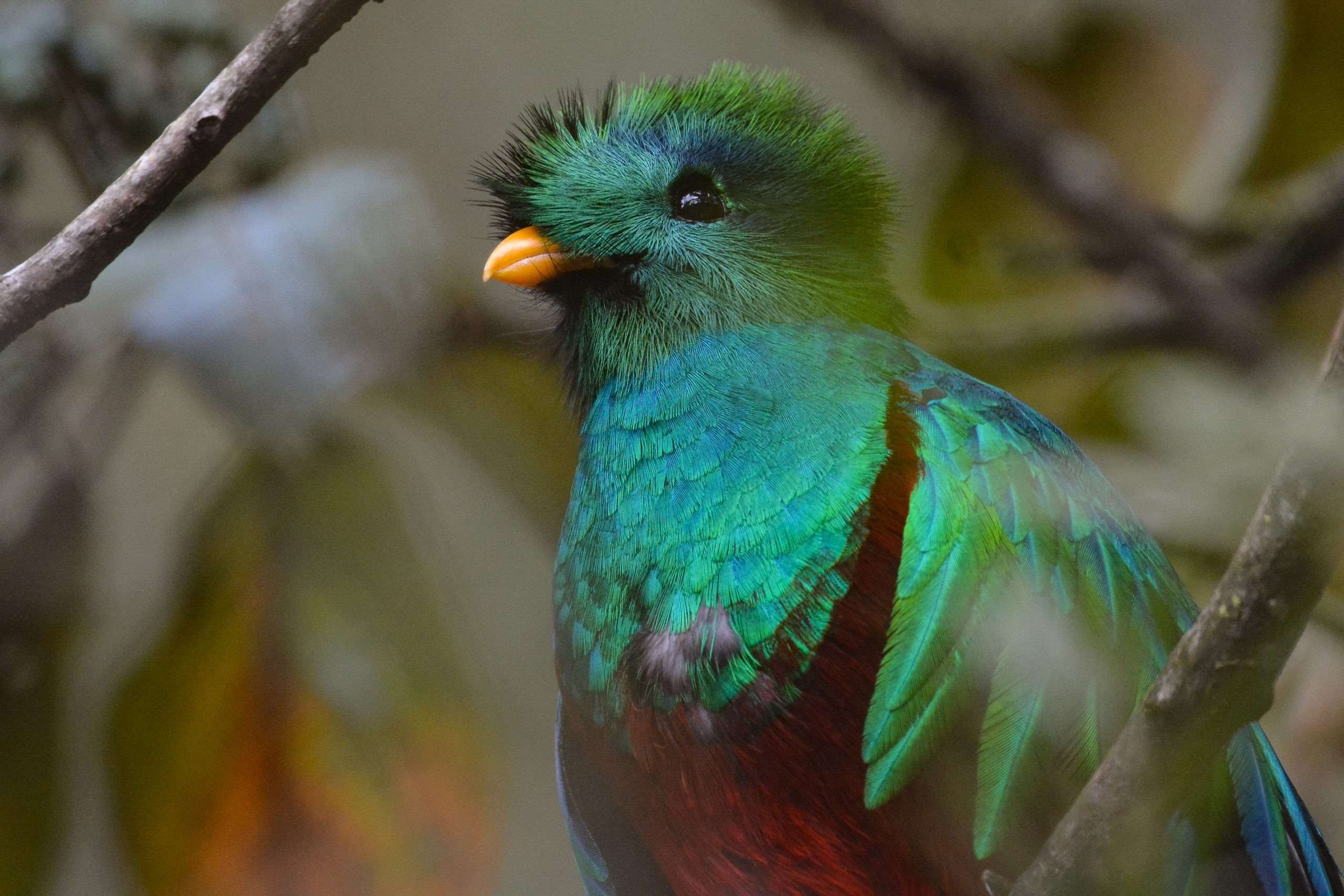 Día del Quetzal que conmemora el 5 de septiembre CONAP