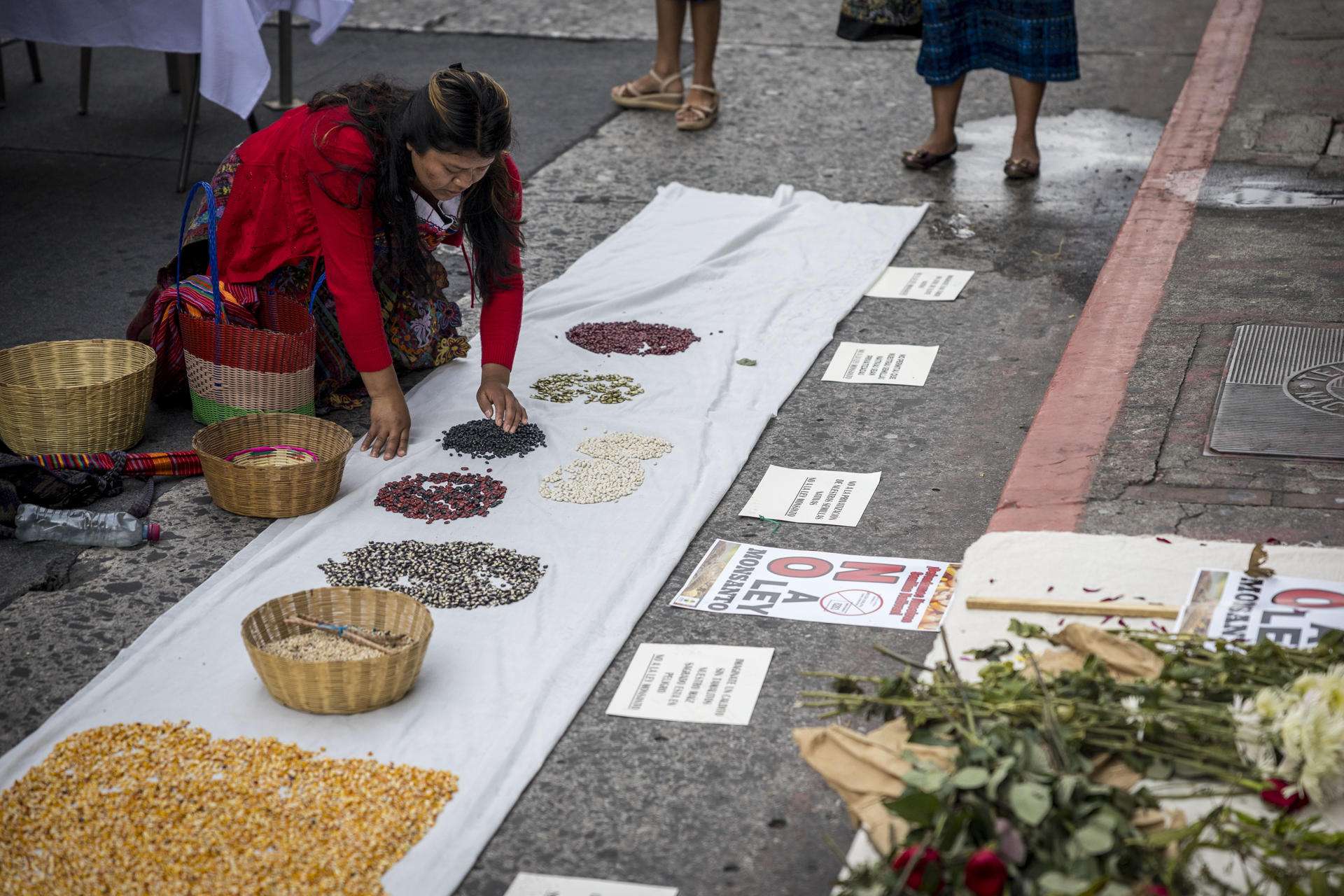 Campesinos de Guatemala protestan contra una iniciativa de la "Ley Monsanto"