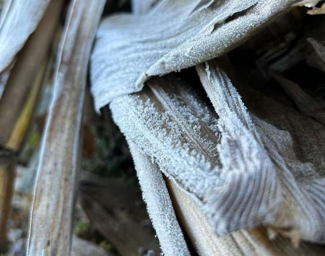 agricultura helada maga