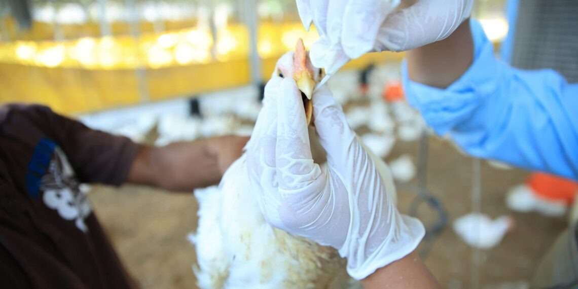 ¿Qué enfermedades aviares descartó el MAGA en departamentos del suroccidente?