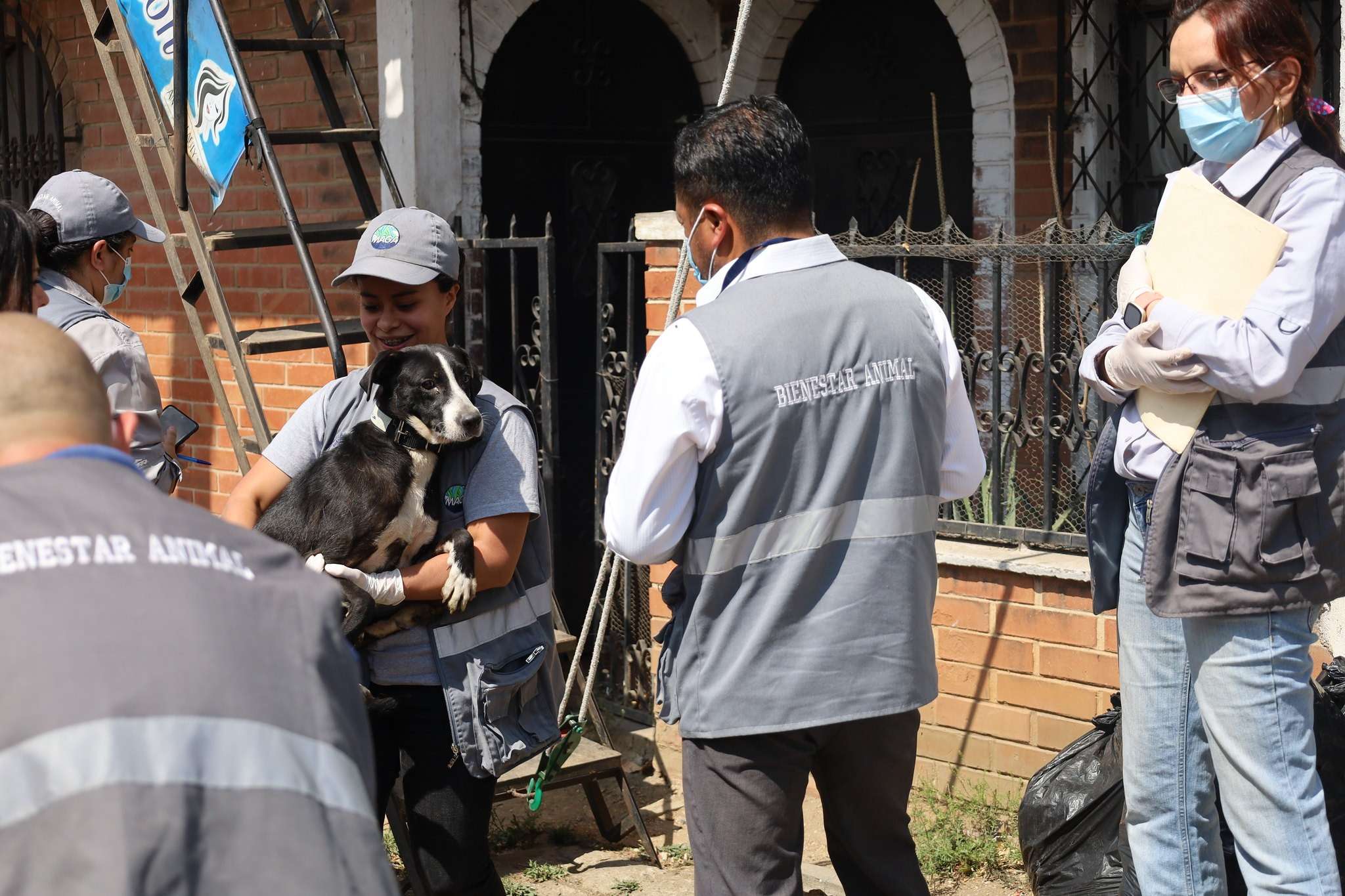 rescate perros maltrato animal