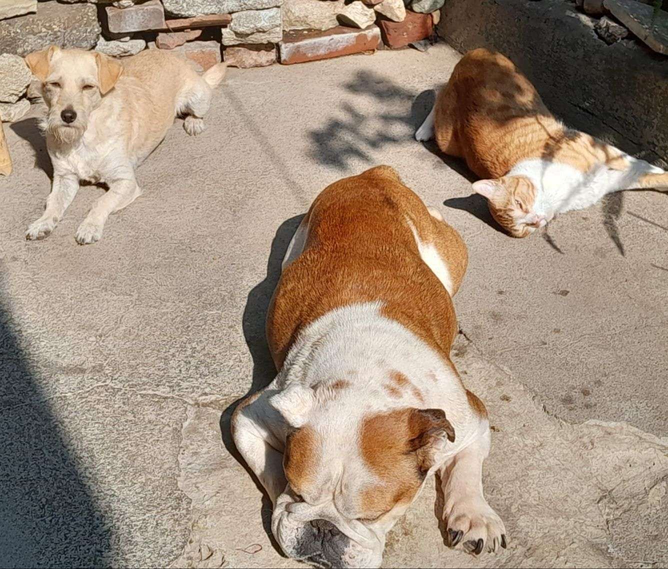 mascotas calor Semana Santa