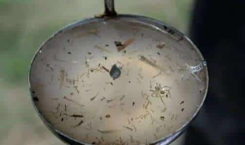 ¿Cómo identificar los síntomas del dengue?