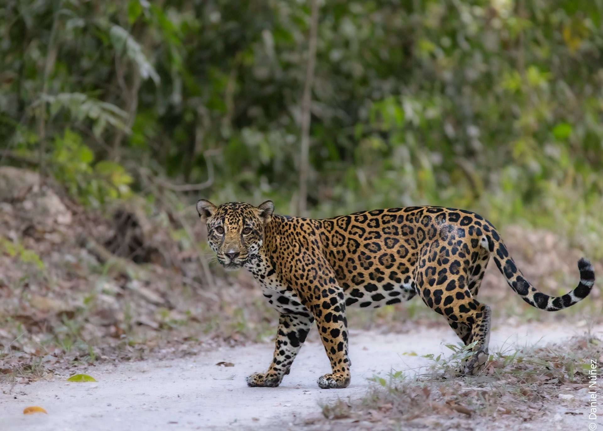Guatemaltecos pasan más de 8 días en la selva para fotografiar a un jaguar en Petén