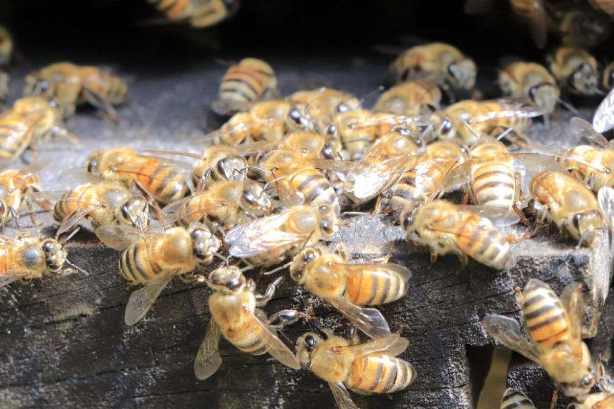 Impacto de la apicultura en la economía y el bienestar de la población