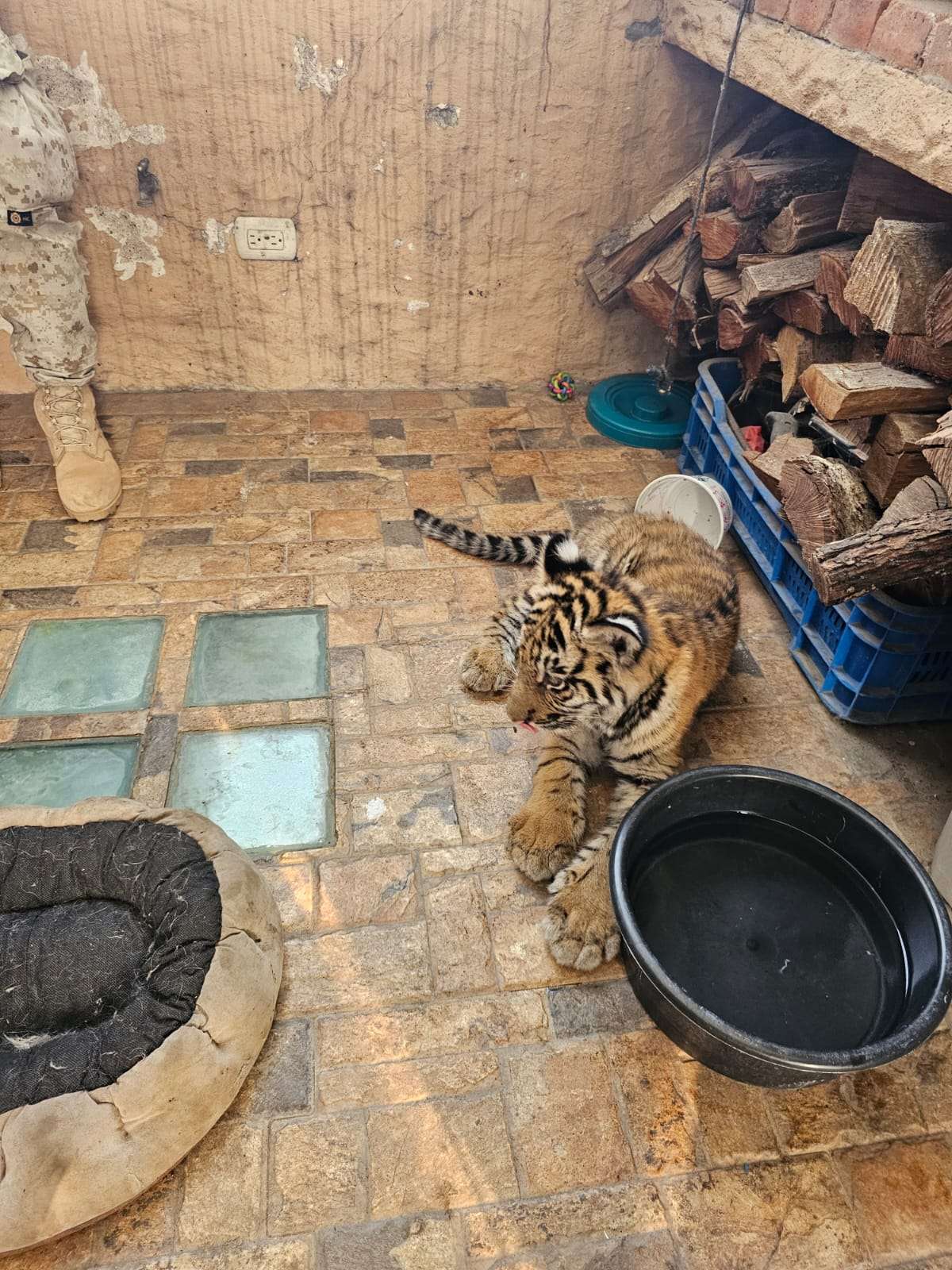 Tigre de bengala es rescatado en allanamiento en Villa Nueva