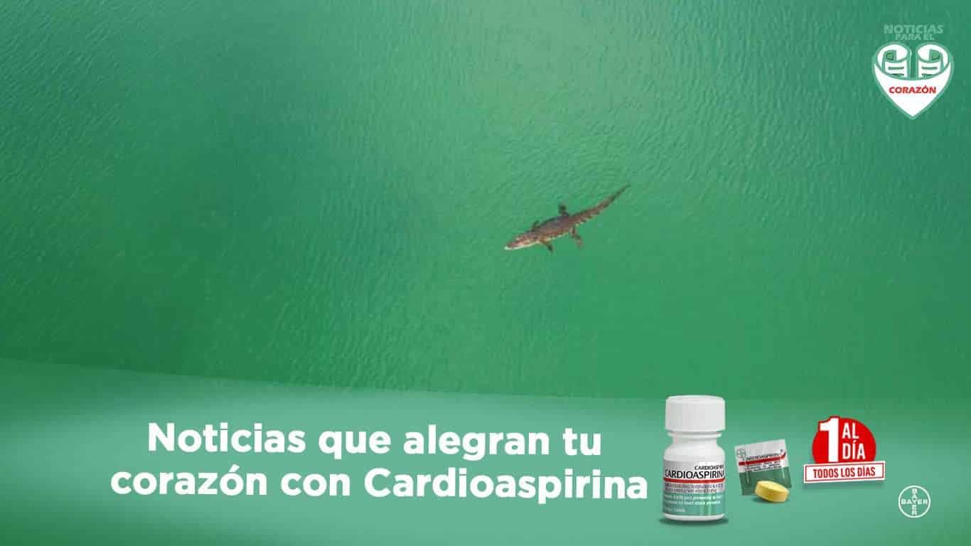 cocodrilo petén itzá bayer