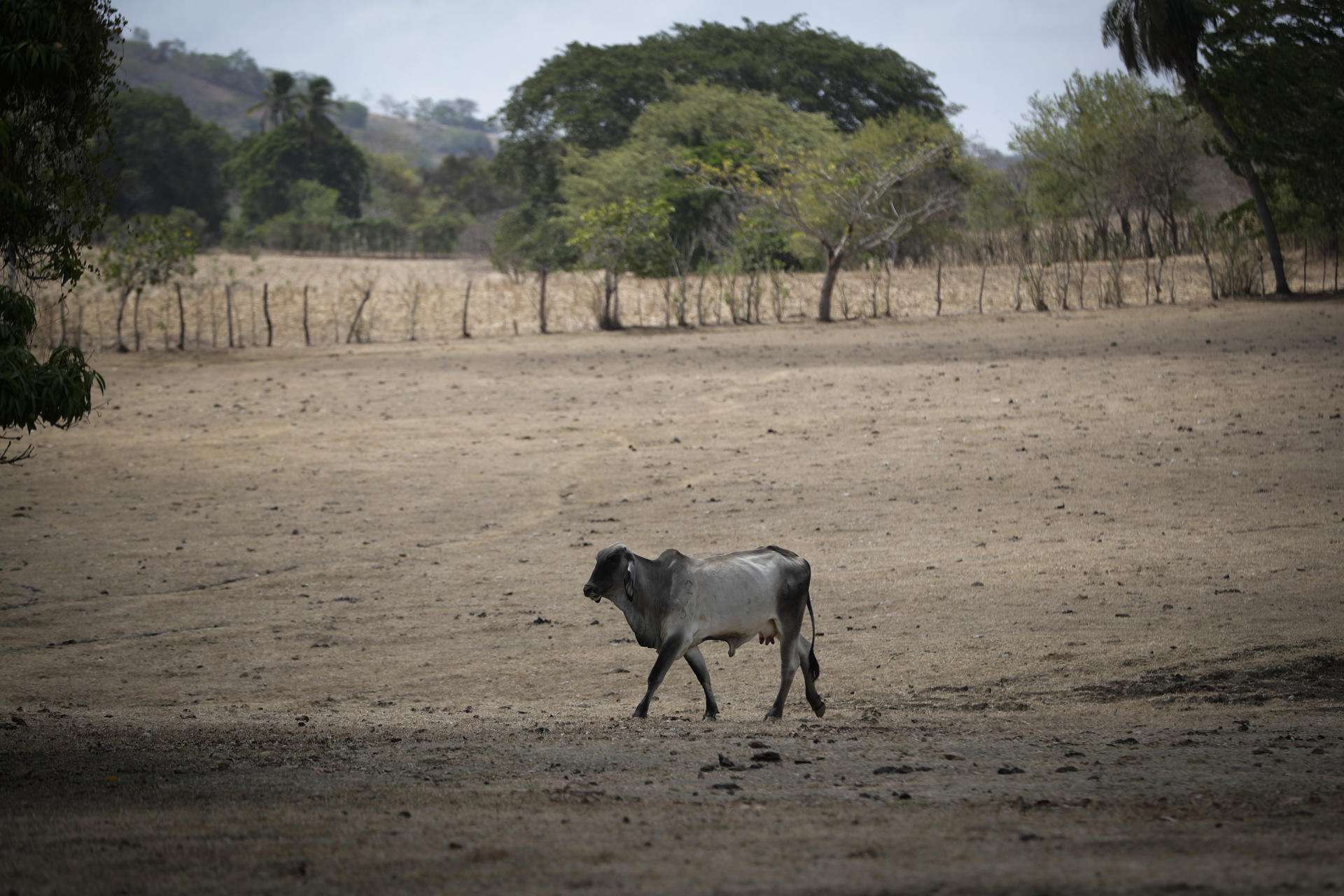 ONU indica que el 2023 fue el año con más calor en América Latina y el Caribe
