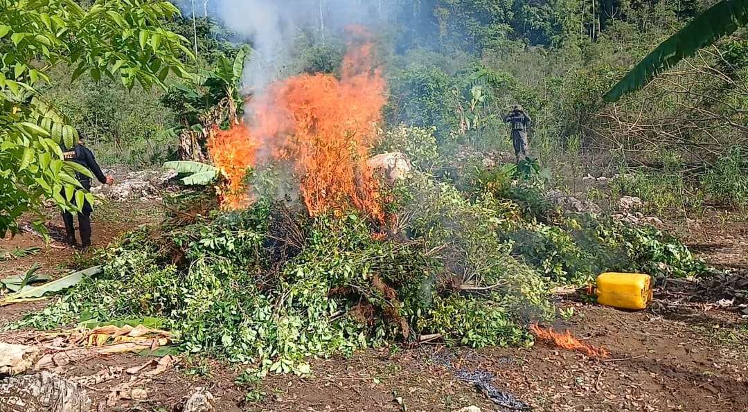 Destruyen Plantación de Hoja de Coca Valorada en Más de Q.500 Mil en Petén