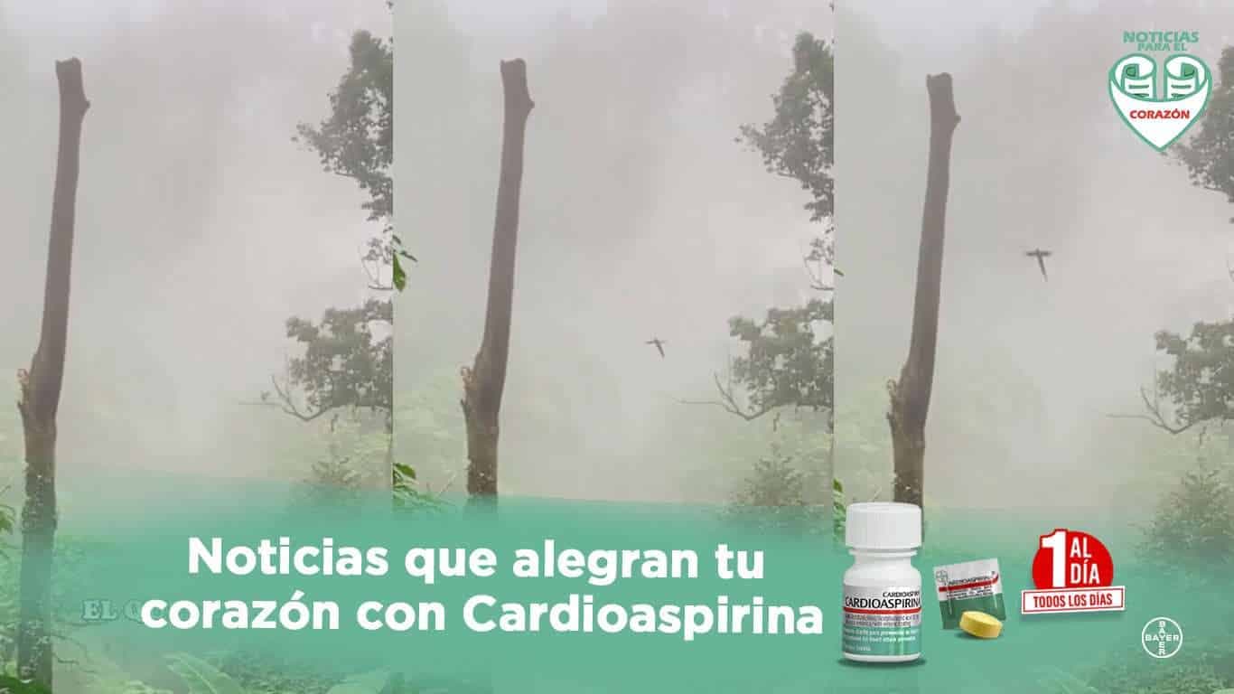 EN VIDEO | ¿Has visto cómo vuela el Quetzal en su hábitat?