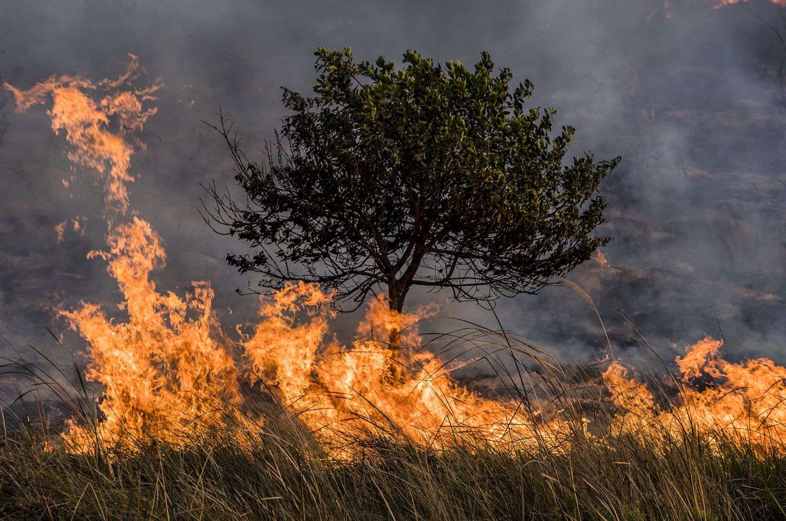 Los incendios forestales extremos se han duplicado en los últimos 20 años