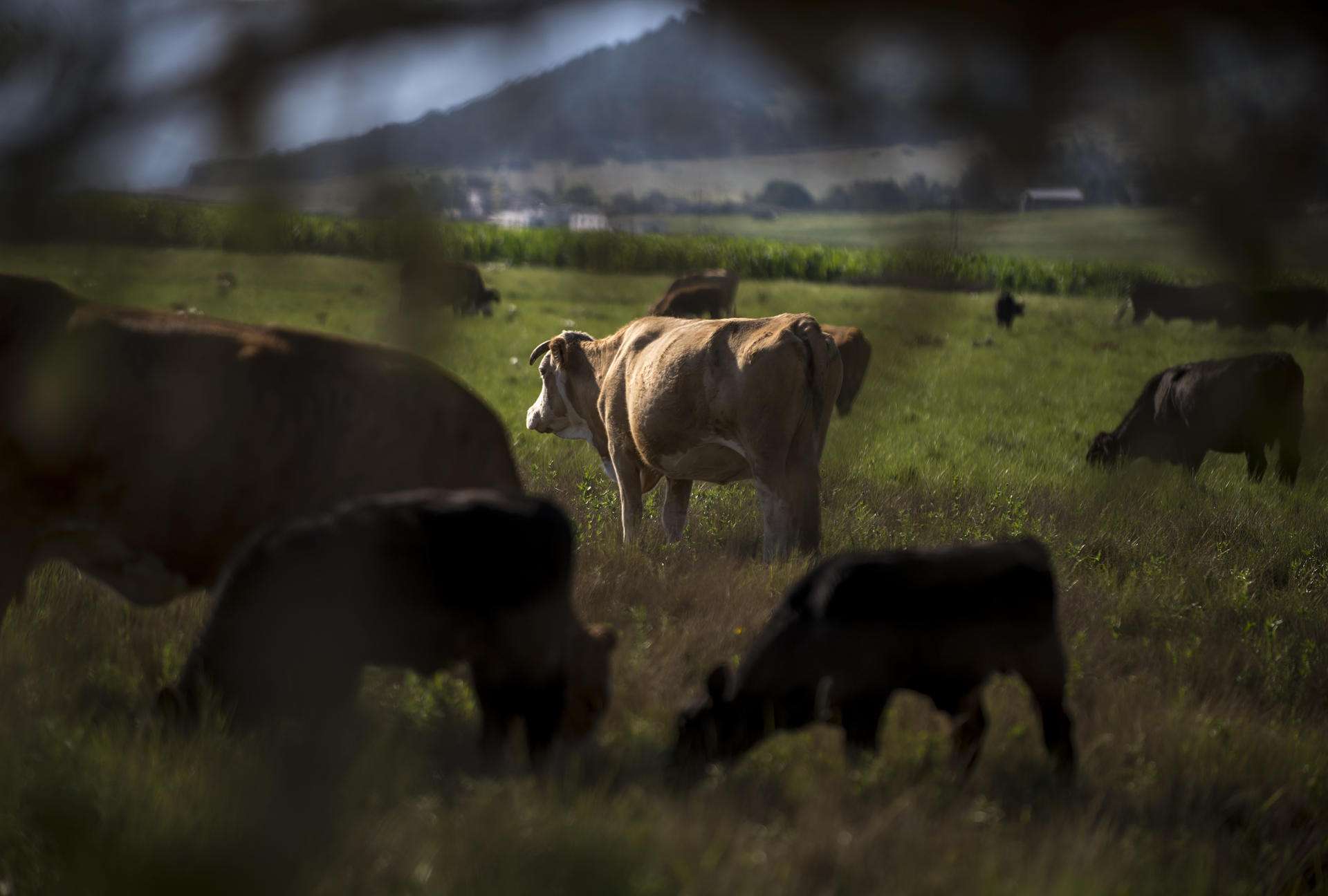 agricultura guatemala y Esto debes saber sobre la Emergencia de Sanidad Animal ante el brote del gusano barrenador en ganado