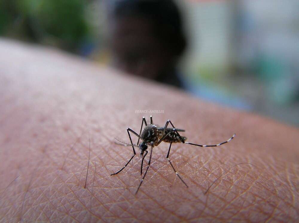 dengue