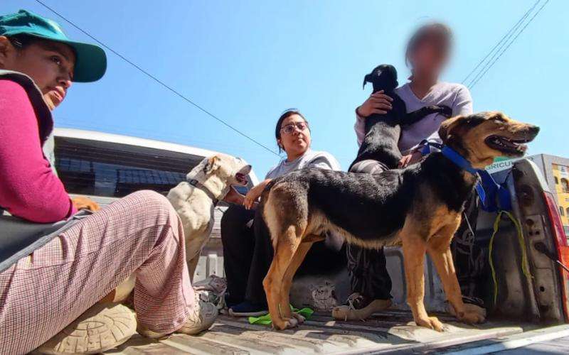 Quetzaltenango abordará el problema de perros callejeros con esterilizaciones y eutanasia de animales peligrosos