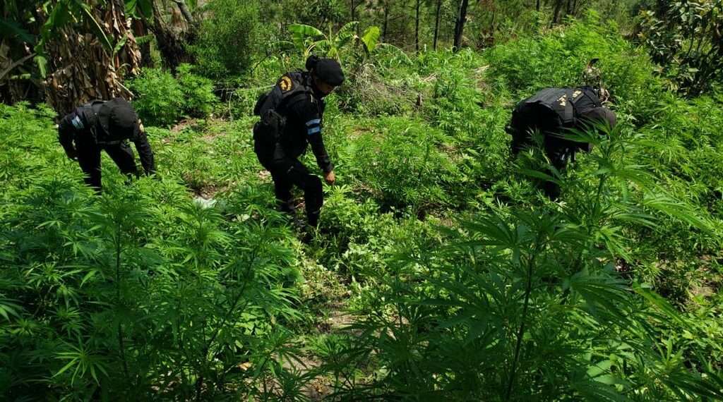 Autoridades erradican cultivos de marihuana y coca valorados en 2.3 millones de quetzales
