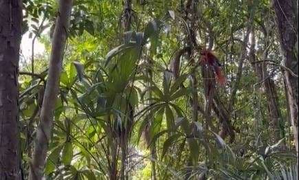 20 guacamayas rojas regresan a su hogar en Petén
