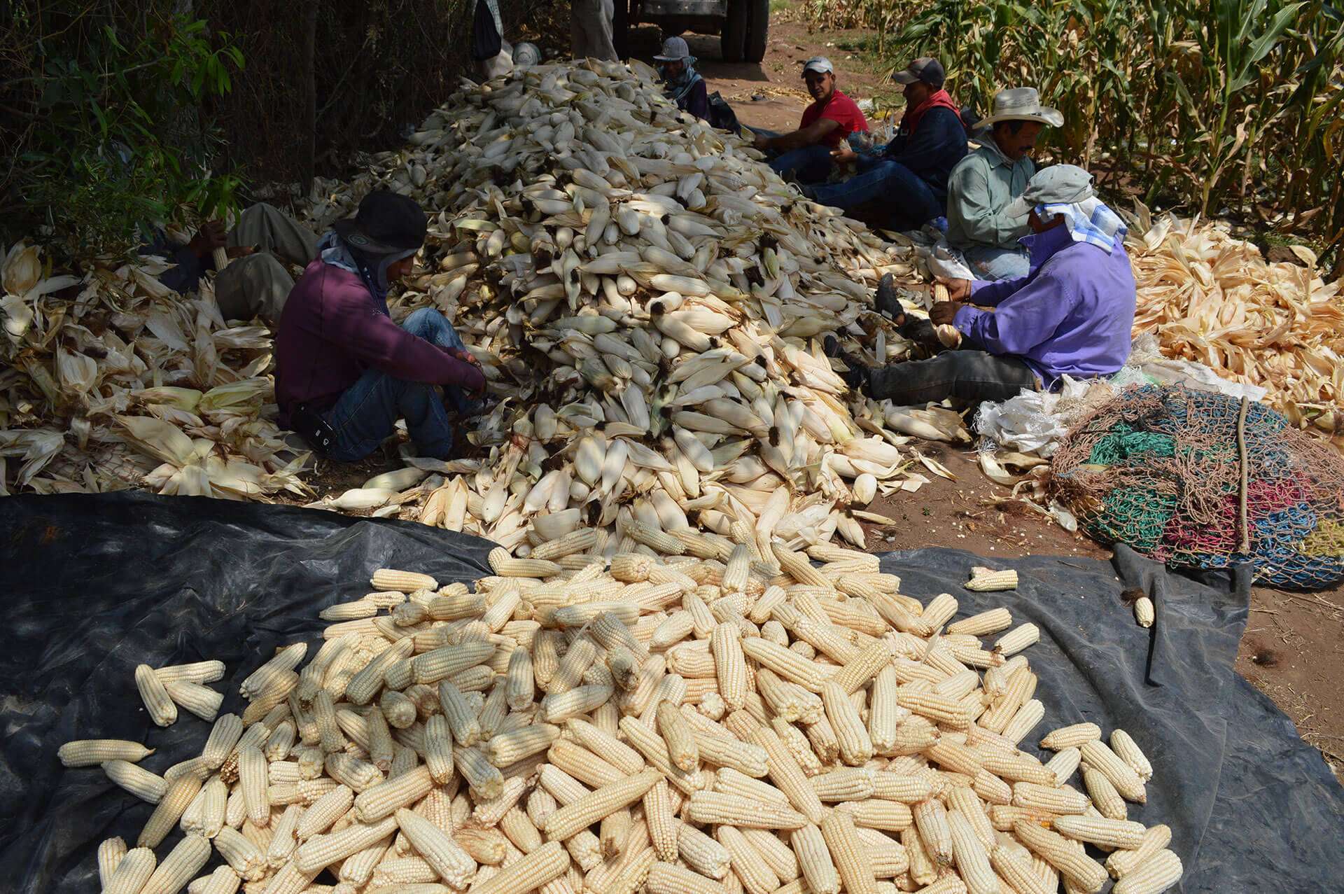 Un grano de esperanza: Guatemala lucha contra la desnutrición con el «Súper Maíz»