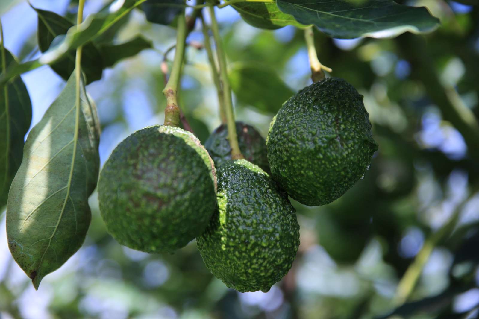 El futuro del aguacate Hass en EE.UU: ¿Cómo se prepara Guatemala para su entrada a este mercado?