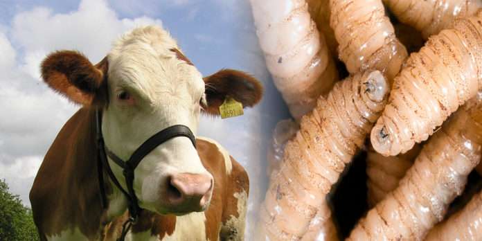 Guatemala declara Estado de Emergencia Sanitaria ¿Cómo prevenir el gusano barrenador en el ganado?