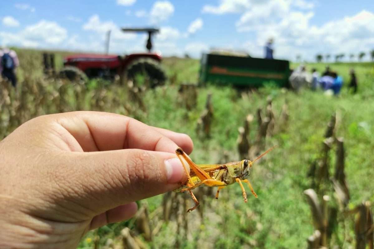 ¿Cómo se controla la langosta voladora en Guatemala?