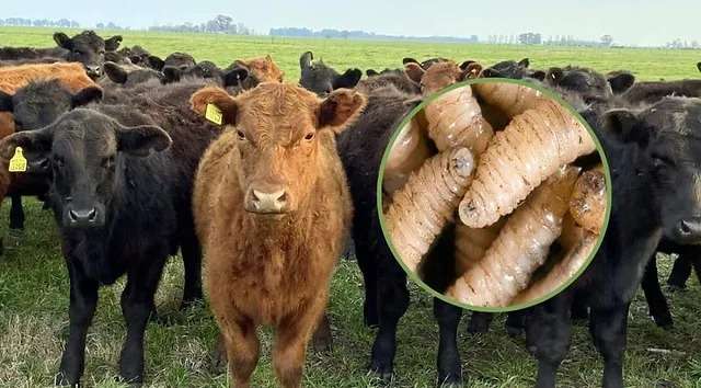 Gusano Barrenador ganado