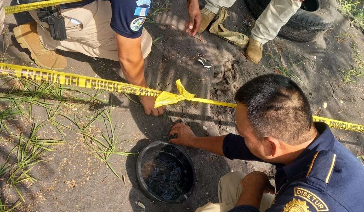 EN FOTOS | Policía y turistas liberan 45 tortugas marinas Parlama