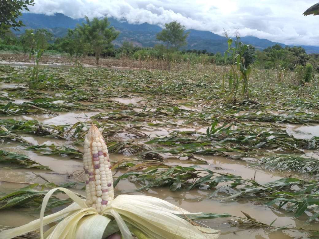 ¡Alerta agroclimática! Saturación de suelos pone a 68 municipios en alerta