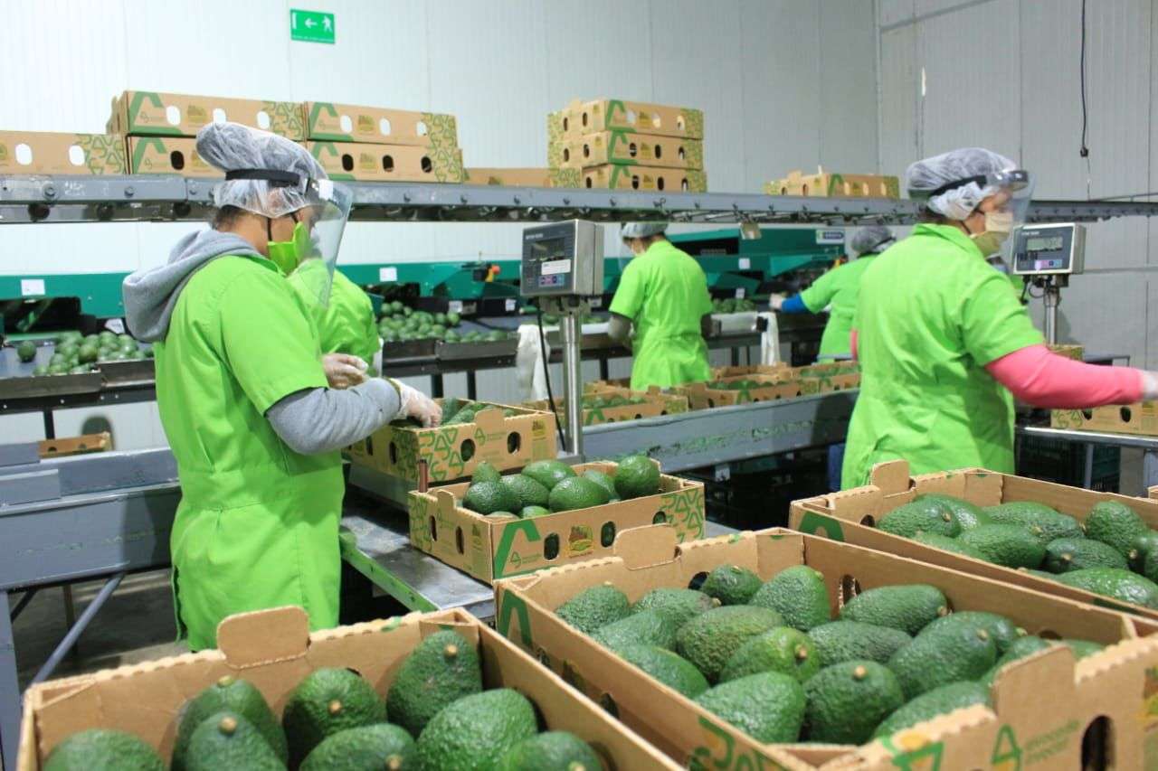 ¿Listos para exportar? Estos son los pasos para llevar el aguacate Hass guatemalteco a EE. UU.