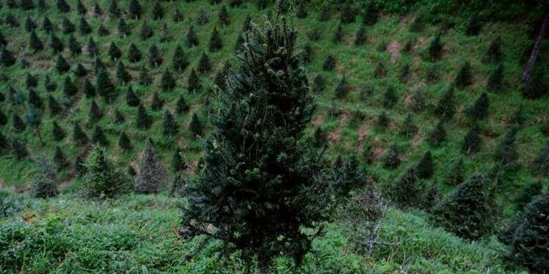 ¿Tala ilegal? Lanzan plan para frenar la comercialización ilegal de pinabete