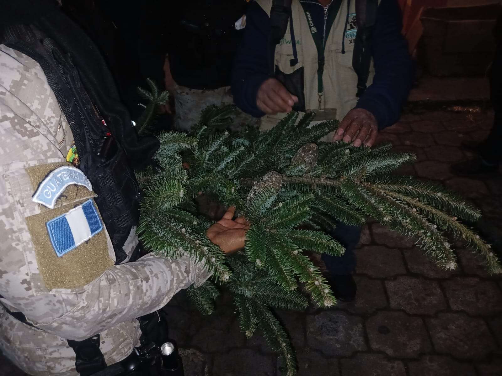 Decomisan más de 3,000 ramillas de pinabete ilegal en Quetzaltenango