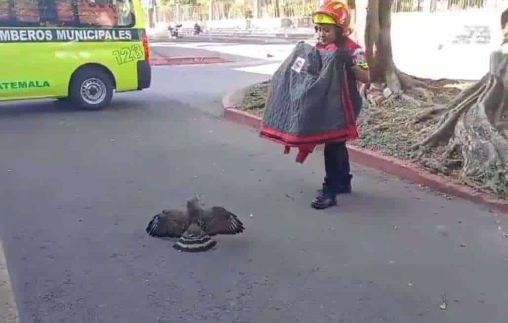 EN VIDEO | Gavilán rescatado tras quedar inmóvil en zona 2