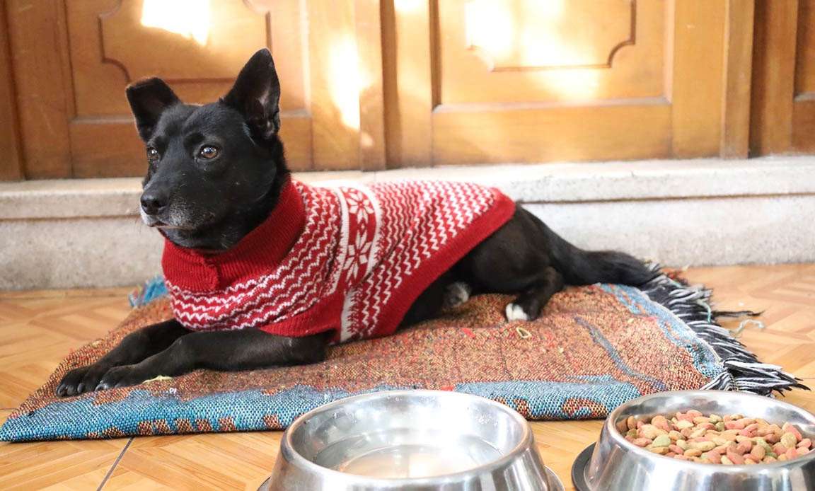 Cómo proteger a las mascotas durante la temporada de frío