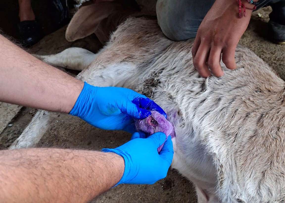 Guatemala recupera a 85 animales de 117 infectados con el gusano barrenador