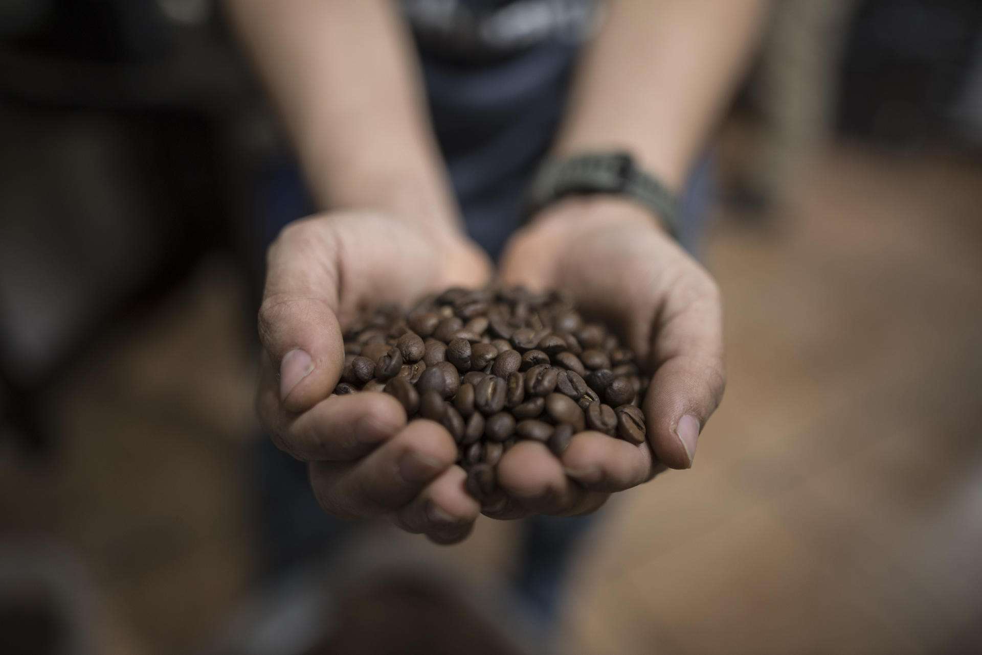 Guatemala se abre al mercado español con café variado y de pequeños productores