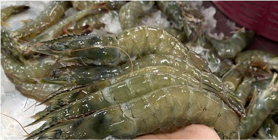 ¿El inicio de una expansión regional?  El camarón de Guatemala entra al mercado nicaragüense