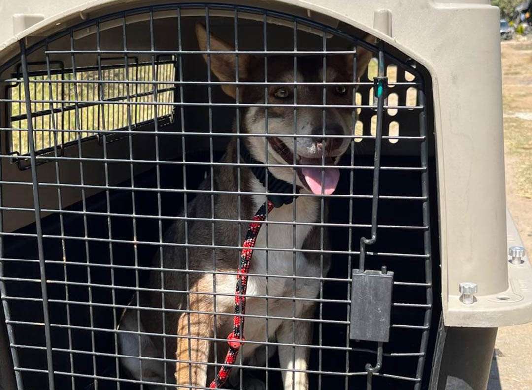 Rescatan a perra víctima de maltrato en Chimaltenango