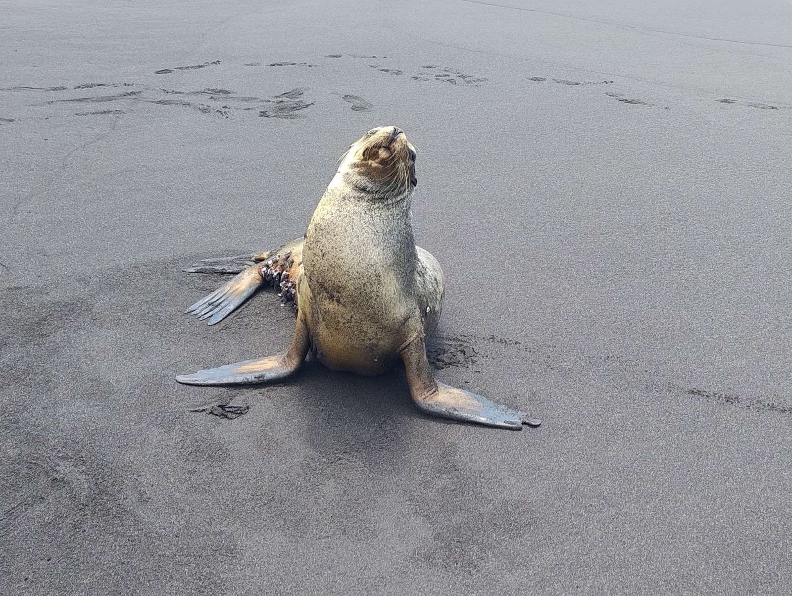 Encuentran un león marino en playa del Puerto San José
