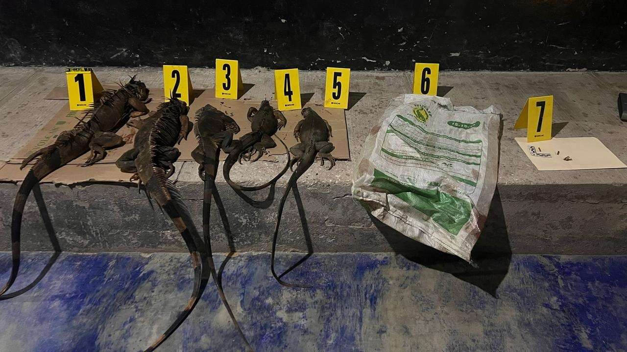 ¿Tráfico de especies y armas? Aprehenden a mujer por transportar iguanas muertas