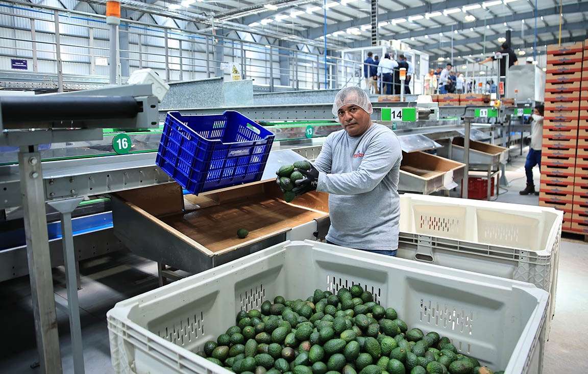 empacadora de aguacates